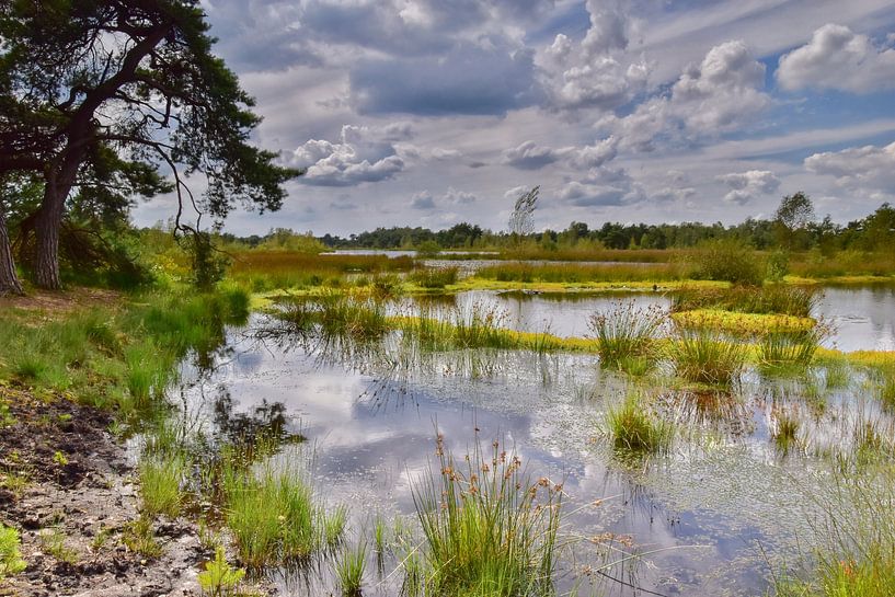 Kampina Boxtel par Monique Verlouw