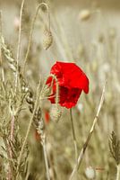 Hello poppy