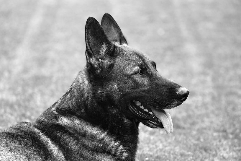 The faithful shepherd by foto by rob spruit