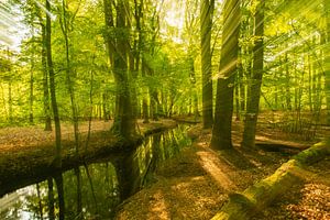 Ein Bach in einem hellgrünen Wald an einem frühen Frühlingsmorgen von Sjoerd van der Wal Fotografie