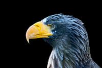 Steller bald eagle
