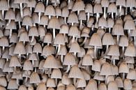 Pilzköpfe von Uwe Ulrich Grün Miniaturansicht