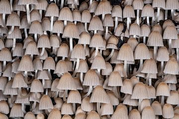 Têtes de champignons sur Uwe Ulrich Grün