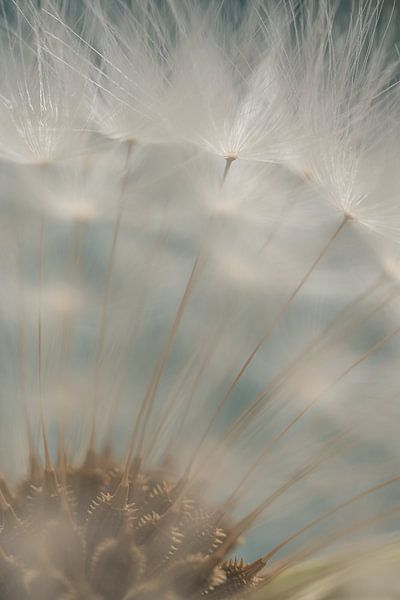 Looking through the fluff ball by Marjolijn van den Berg