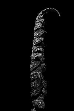 Fougère enroulée en noir et blanc | Photographie de nature sur Denise Tiggelman