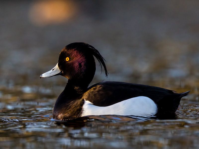 Un canard morillon dans la dernière lumière du soir. par OCEANVOLTA