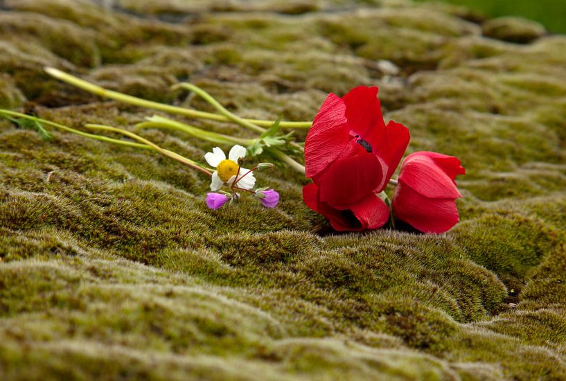 Stilleven van bloemen op groen mos, op een graf in de Necropolis in Pamukkale, Turkije van Eyesmile Photography