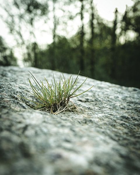 Lonely grass by Jan