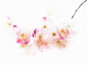Fleur de cerisier #2