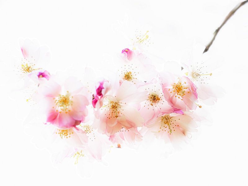 Keersenbloesem #2 van Lex Schulte