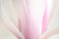 Roze van een magnolia van Barbara Brolsma thumbnail