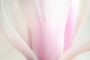 Roze van een magnolia van Barbara Brolsma