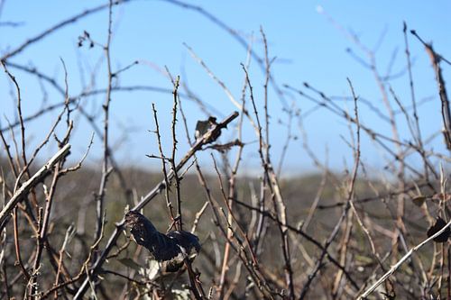 Kahle Äste von Elias DS