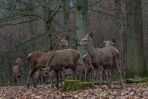 Hinden Edelherten von Michiel Leegerstee