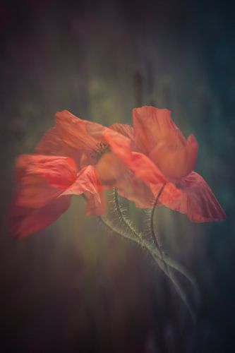 Dancing poppies by Kitty Stevens