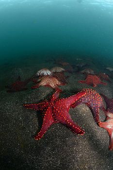 Groep rode zeesterren