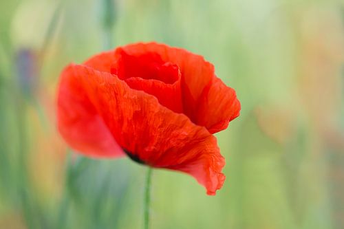klaproos in het veld