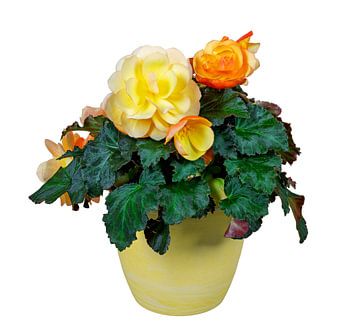 Bloeiende begonia bloem in een pot op een witte achtergrond