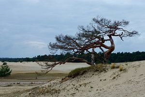 Eine tote Kiefer auf einer Sandverwehung