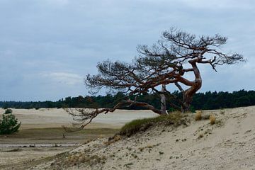 Eine tote Kiefer auf einer Sandverwehung von Gerard de Zwaan