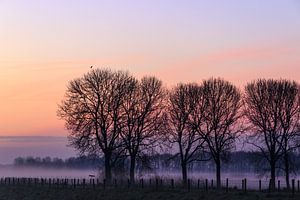 Mist in de Polder van Jeffrey Van Zandbeek