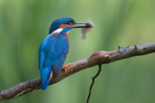 IJsvogel - Vers gevangen vis