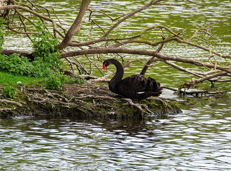 Black swan by Merijn Loch