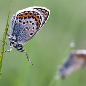 Gentiaanblauwtjes in herhaling. von Astrid Brouwers