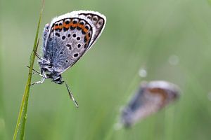 Alcon blue butterflies sur Astrid Brouwers