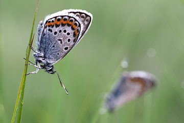 Alcon blue butterflies