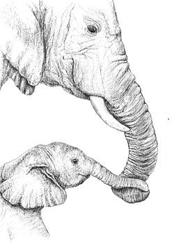 Un moment d'intimité entre un éléphant et son petit