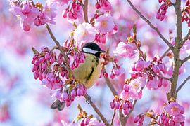 Great tit in a flowering ornamental cherry tree by ManfredFotos