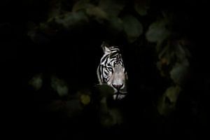 Tigre