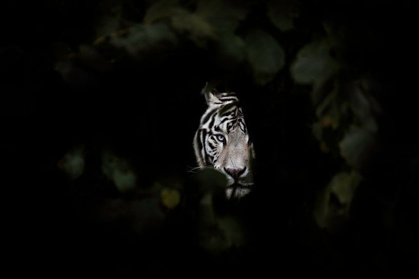 Tiger by Design Wall Arts