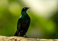 Long-tailed glossy starling