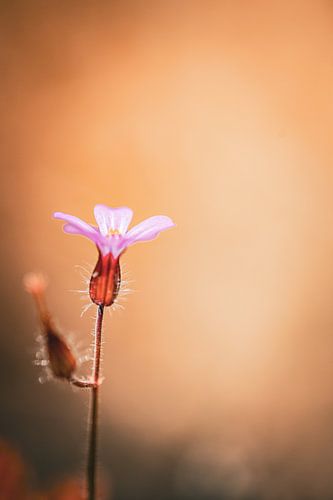 Vergeet-mij-nietje, maar dan anders 2