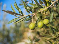 Groene olijven aan de boom