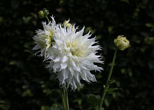 Dahlie Mingus Ida
