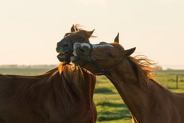 Paarden bij ondergaande zon