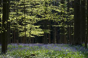 Hallerbos van Menno Schaefer