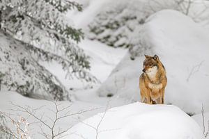Wolf (Canis lupus)