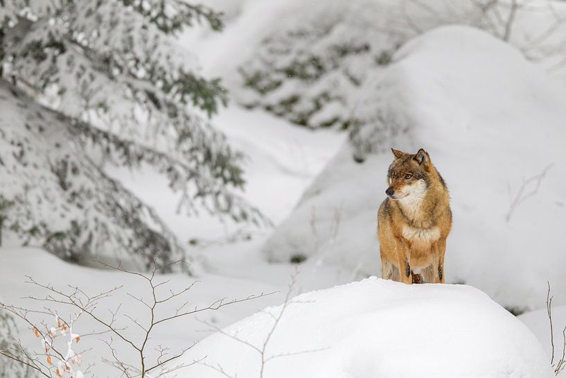 Wolf (Canis lupus) von Dirk Rüter