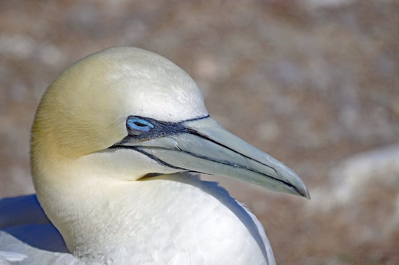 Gannet portrait by Reinhard  Pantke