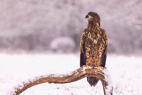 Zeearend, Haliaeetus albicilla. Roofvogels.