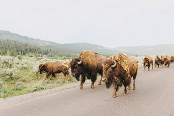 Bisons auf der Straße im Yellowstone