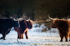 Schottischer Hochlandrind – Spannungsmoment im Winterlicht von SR Blaauw