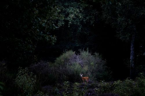 Le secret de la forêt obscure - Rencontre intime