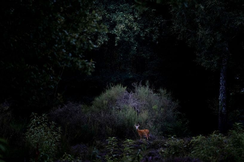 Le secret de la forêt obscure - Rencontre intime par Sam Mannaerts