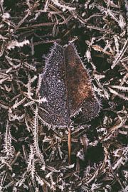 Ein braunes Blatt mit Frost im Winter von Steven Dijkshoorn