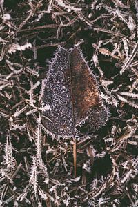 Een bruin blad met vorst in de winter met rijp van Steven Dijkshoorn